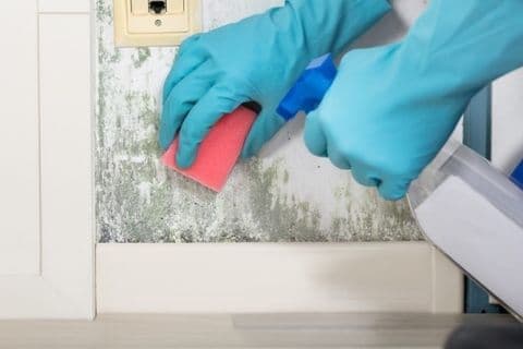 Mold cleaning on a painted drywall ceiling