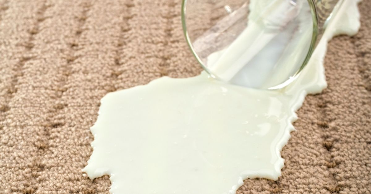 How to get milk out of carpet