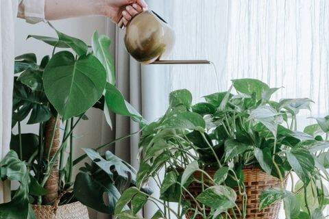Ensure that indoor plants receive just the right quantity of water