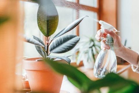 Nutritional supplements for houseplants
