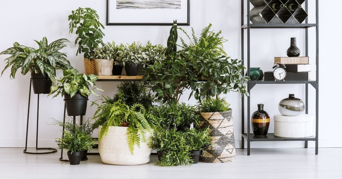 The right way to incorporate plants in a home
