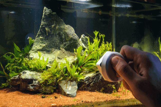 Clean-Your-Aquarium-Day