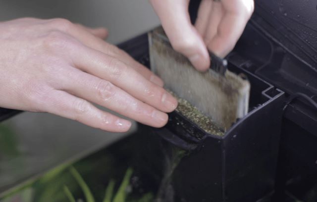 cleaning_fish_tank_filter