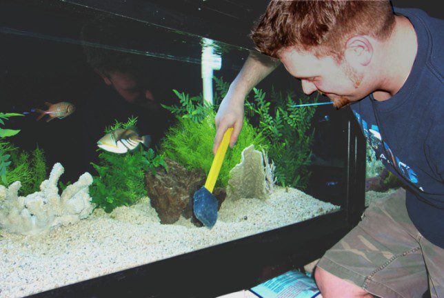 how-to-clean-a-fish-tank