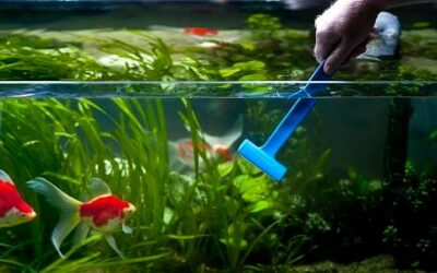 Everything you need to know about how to clean fish tank