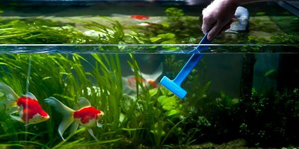Everything you need to know about how to clean fish tank