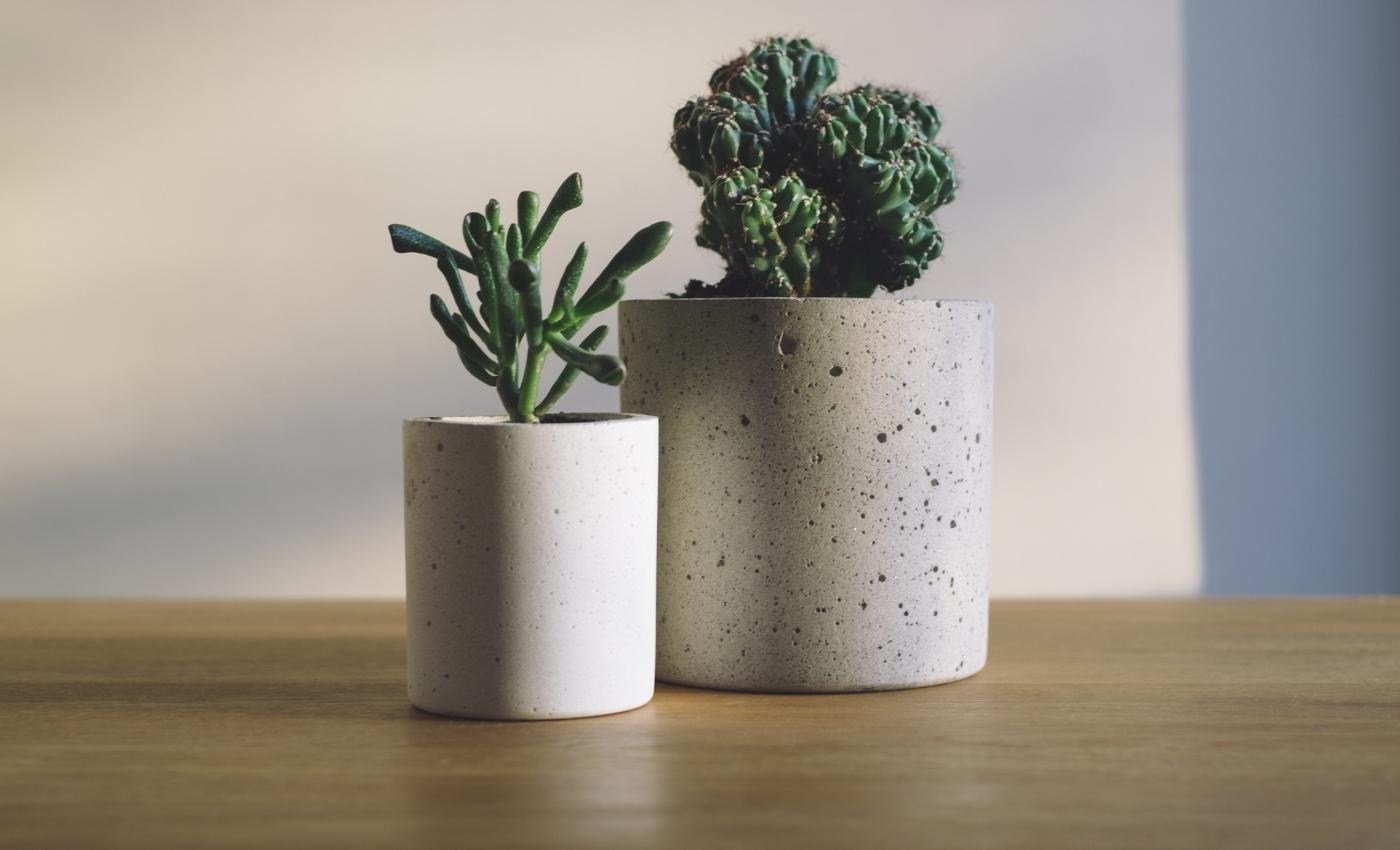 Lovely plants on desk