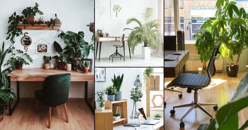 Plant Decorating and Office Ideas to Improve Your Mood at Work