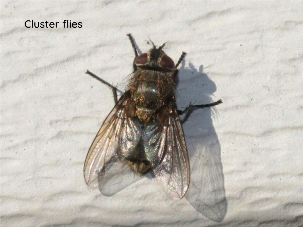 Cluster fly (Source: Internet)