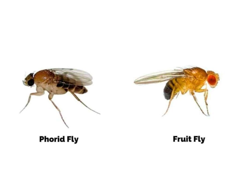 Phorid Fly and Fruit Fly (Source: Internet)