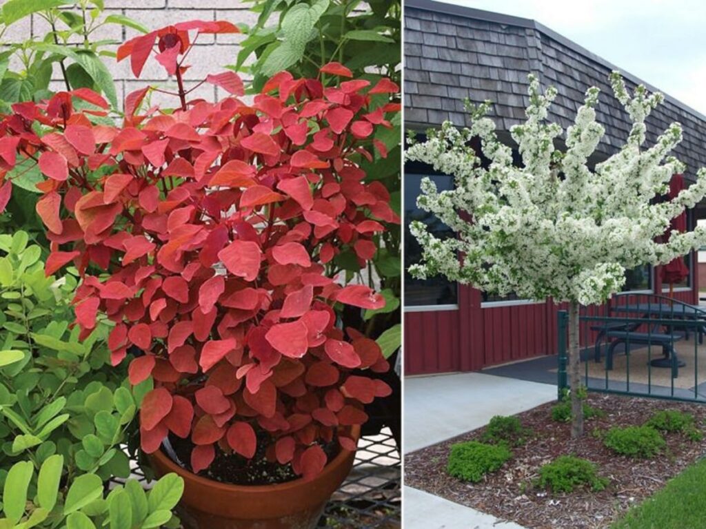 Plant an ornamental colored tree (Source: Internet)