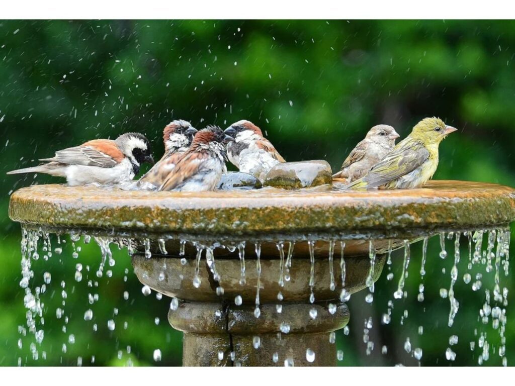 Install a birdbath (Source: Internet)