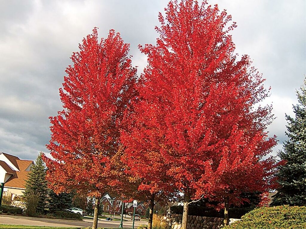 Plant a shade tree (Source: Internet)