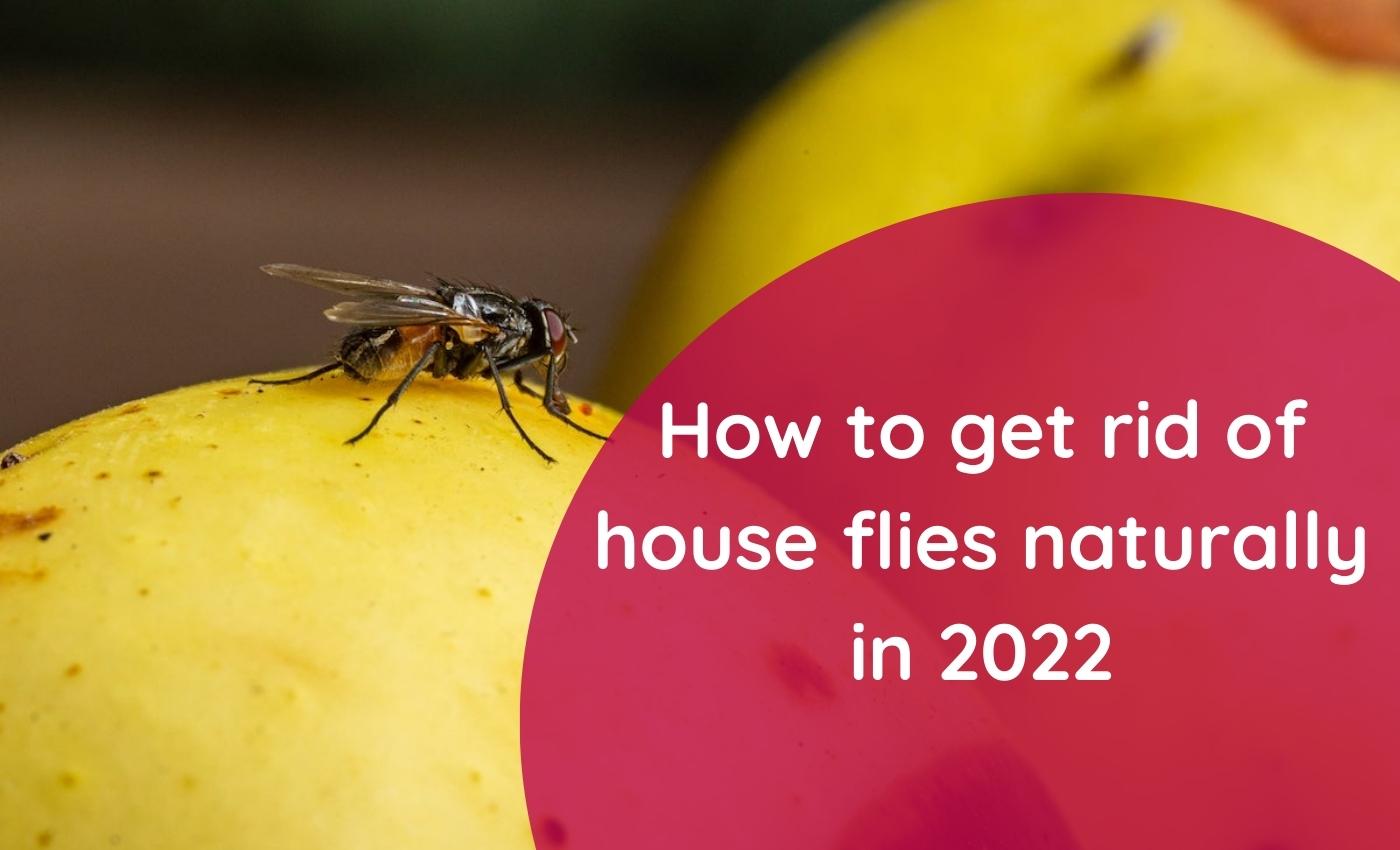 How to get rid of house flies naturally in 2022