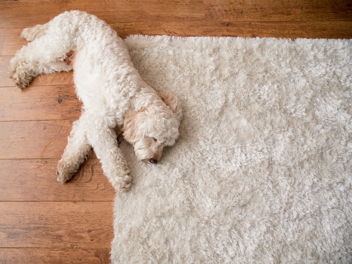 Clean floor for your dog