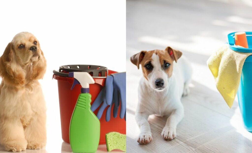 Standard cleaning manage pet dander and odor at home (Source: Internet)