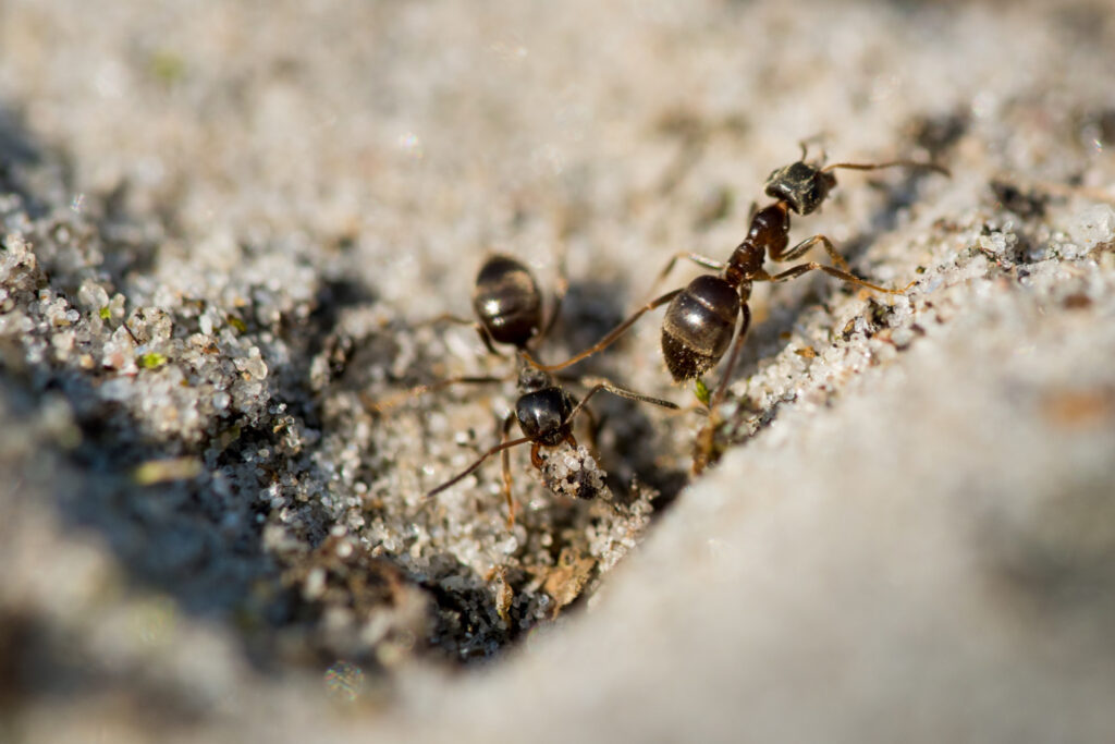 left over food in the bedroom could attract ants